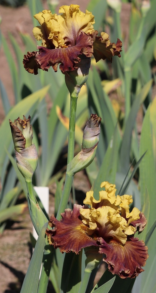 Grateful Gathering MidAmerica Garden